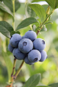 Blue Duchess Blueberry Plant