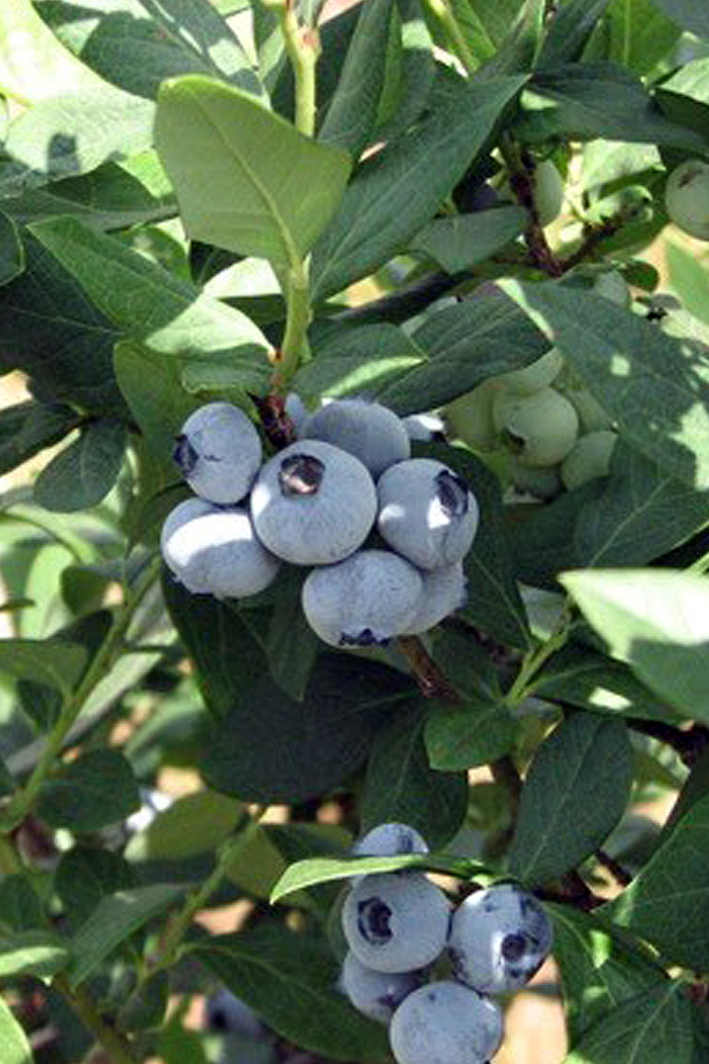 Southern Beauty Blueberry Plant