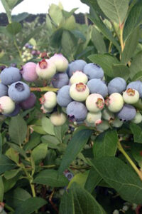 Southern Princess Blueberry Plant