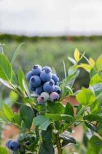 Suziblue Blueberry Plant