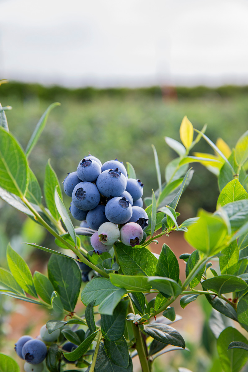 Suziblue Blueberry Plant