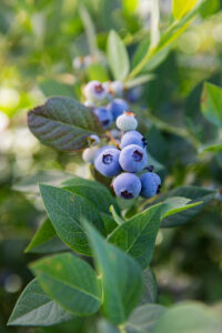 Legacy Blueberry Plant