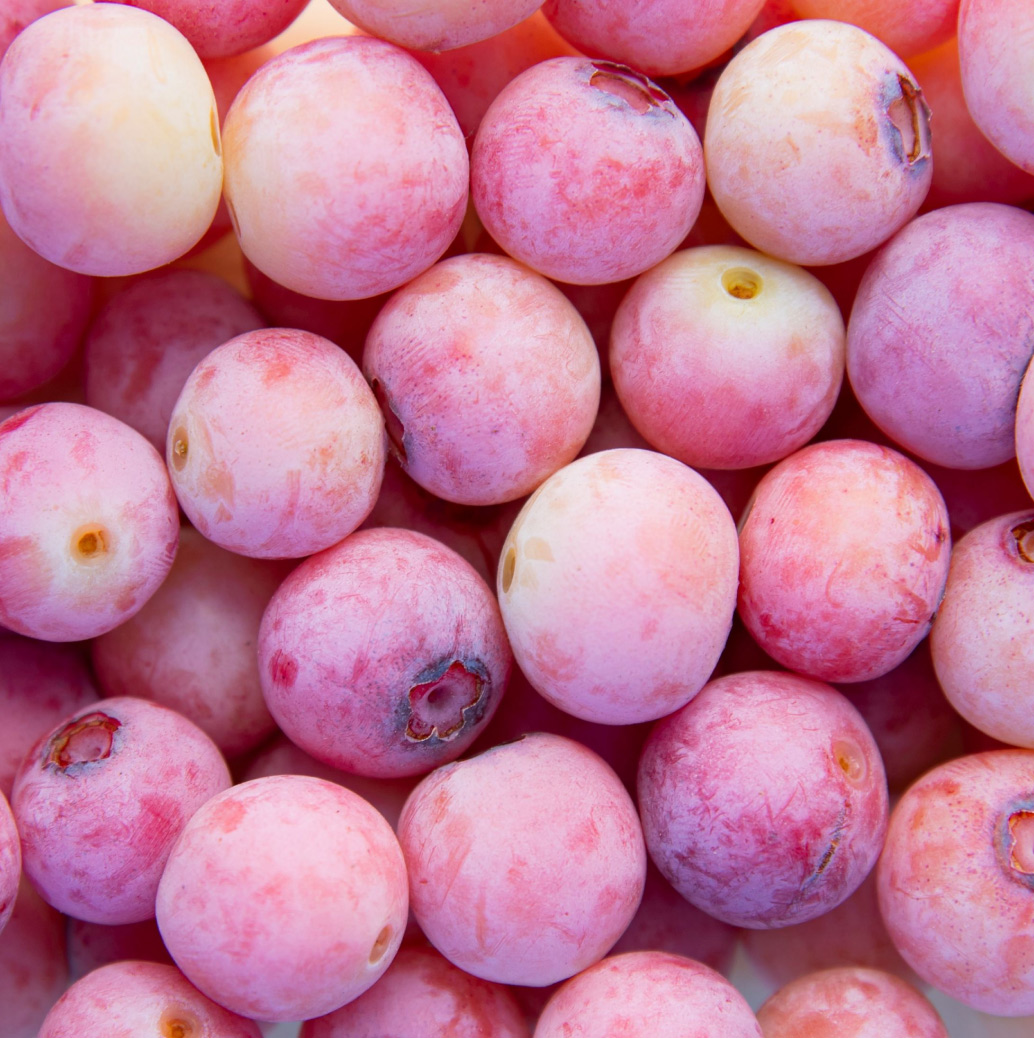 Pink Blueberries
