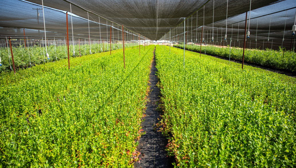 The Nursery