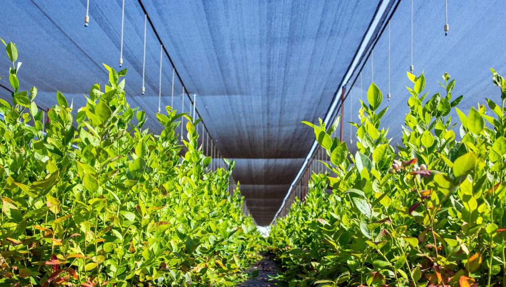 The Nursery