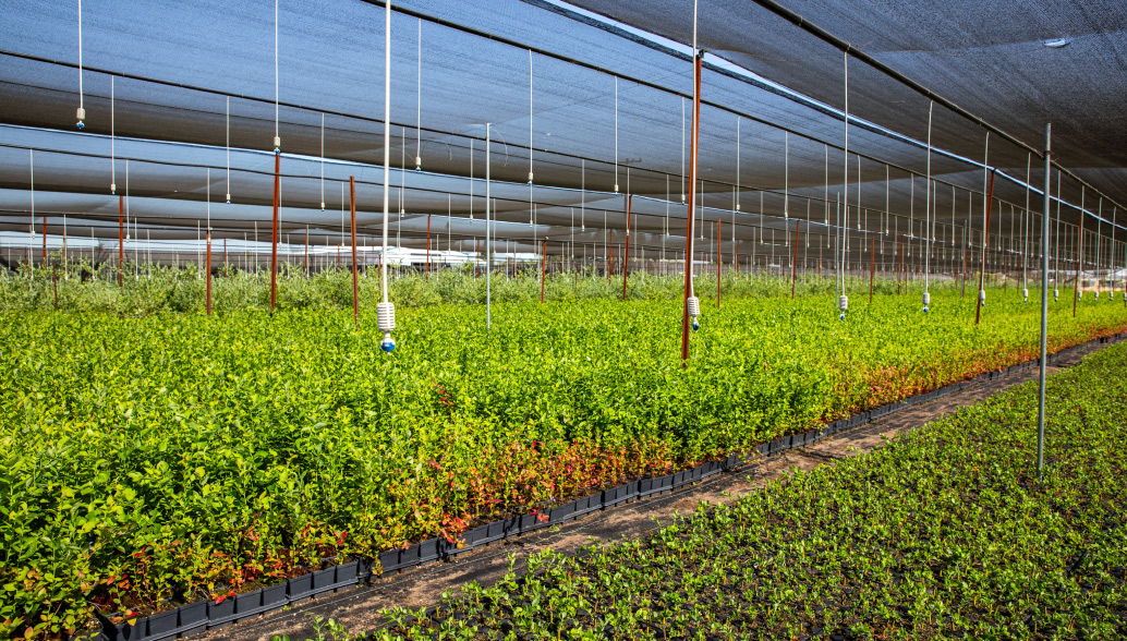 The Nursery