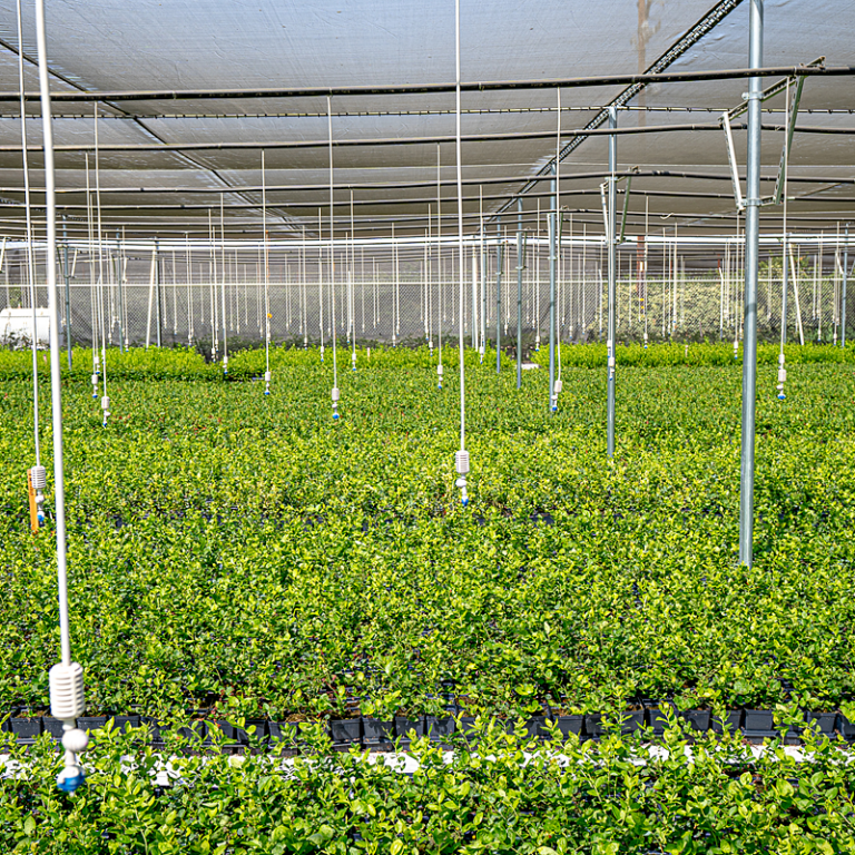California Blueberry Nursery