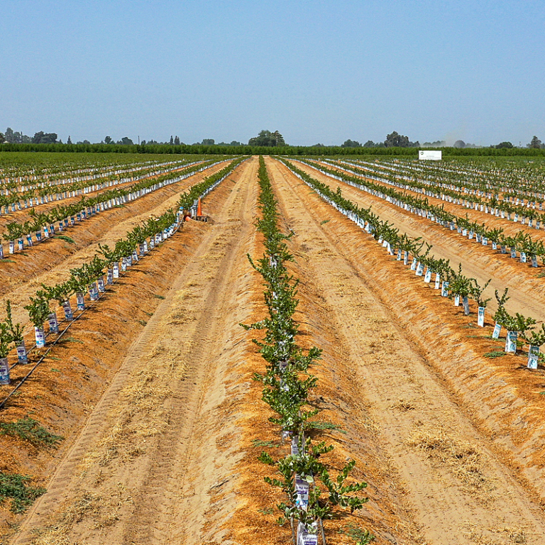 California Blueberry Nursery