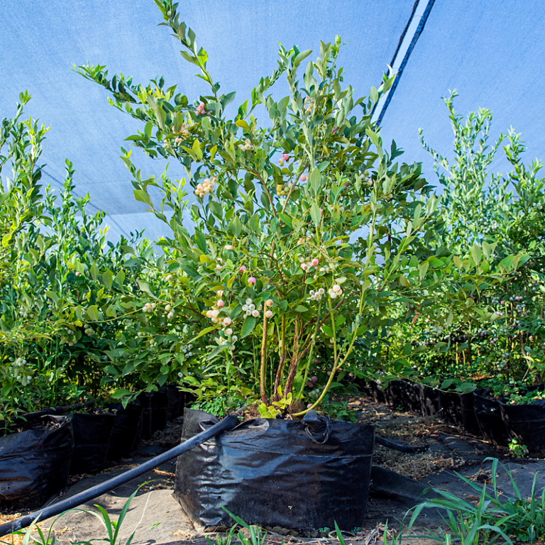 California Blueberry Nursery - Plant
