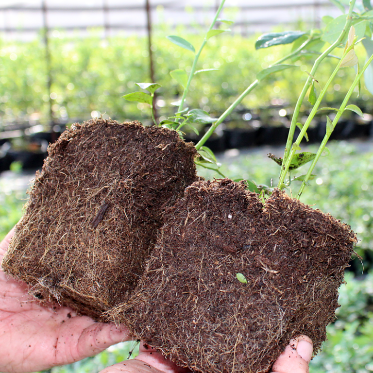 California Blueberry Nursery - Plant