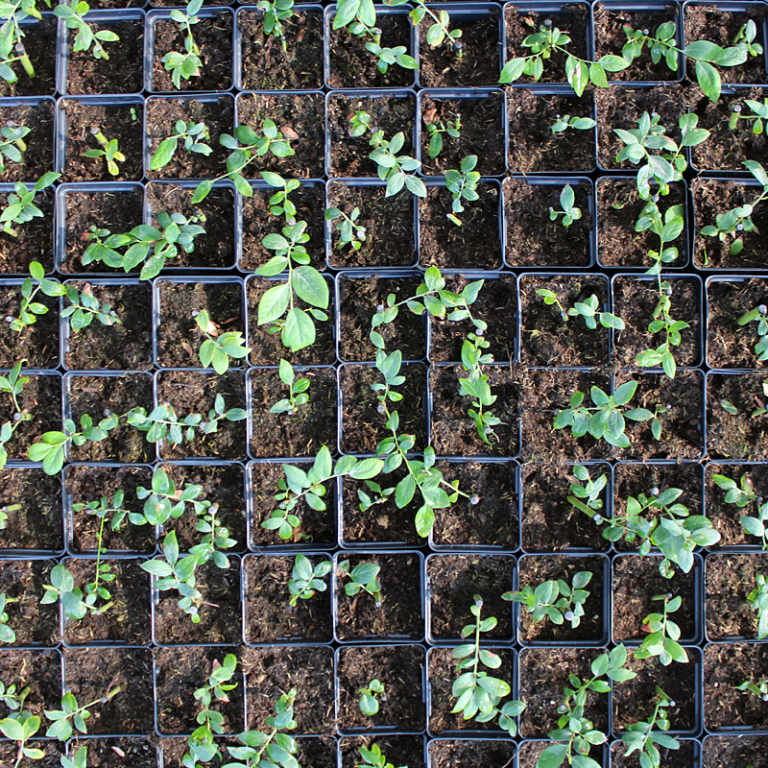 California Blueberry Nursery - Plant