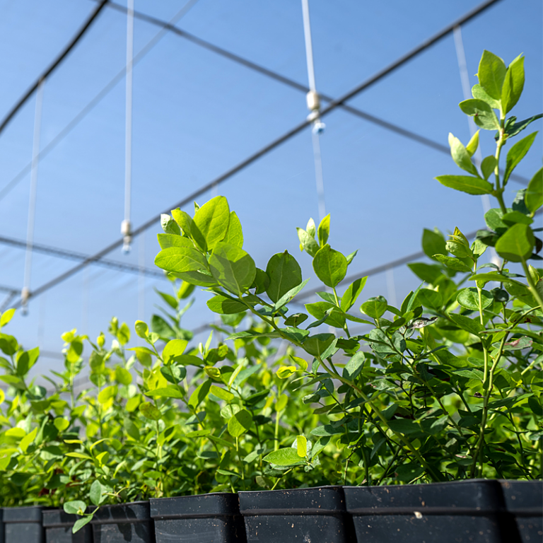 California Blueberry Nursery - Plant