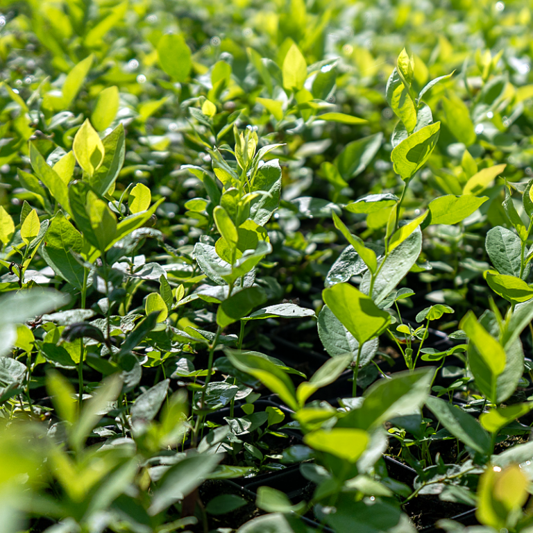 California Blueberry Nursery - Plant