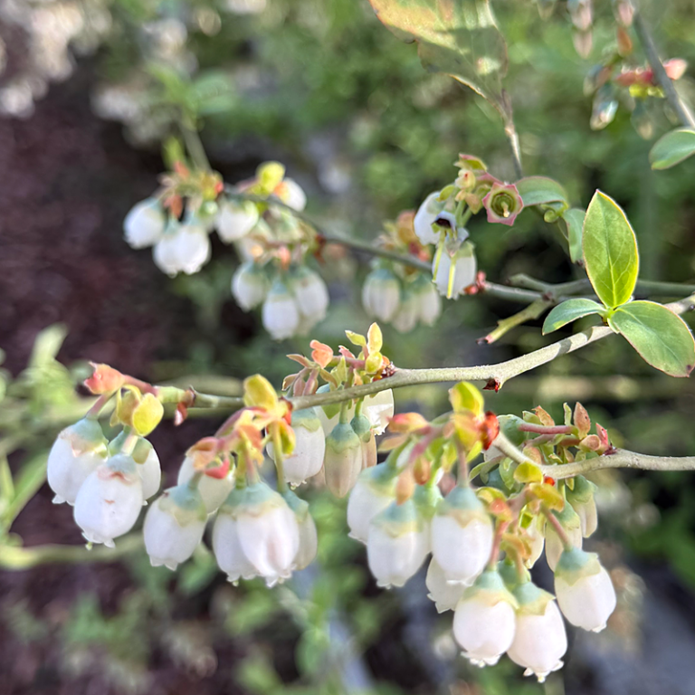 California Blueberry Nursery - Plant