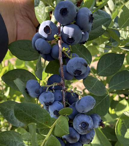 California Blueberry Nursery - Blueberries