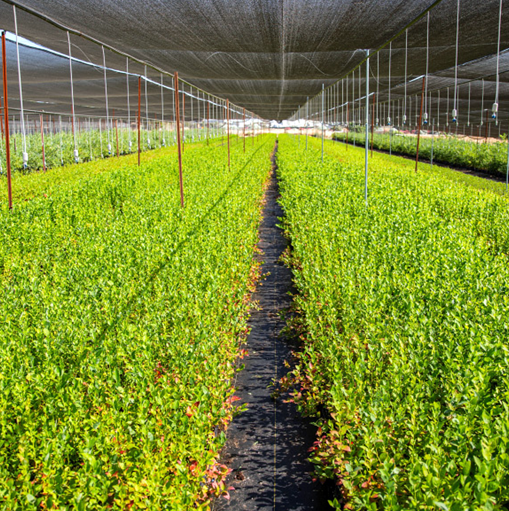 The Nursery