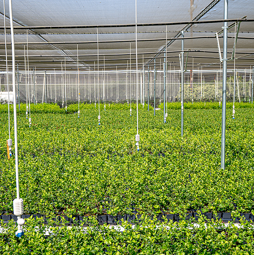 The Nursery