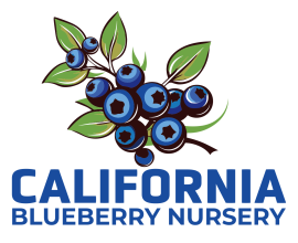 California Blueberry Nursery
